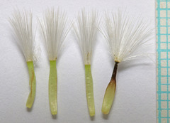 Crepis modocensis modocensis