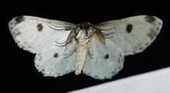 Colocleora proximaria