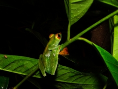 Zhangixalus dulitensis