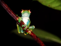 Zhangixalus dulitensis