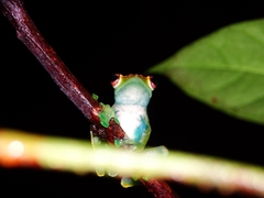 Zhangixalus dulitensis