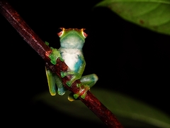 Zhangixalus dulitensis