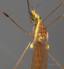 Gonomyia sulphurella