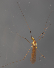 Gonomyia sulphurella