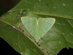 Eulepidotis viridissima