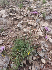 Carphochaete wislizeni