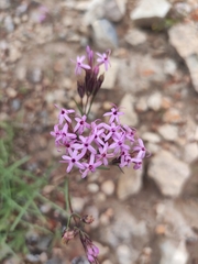 Carphochaete wislizeni