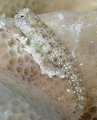 Glyptoparus delicatulus