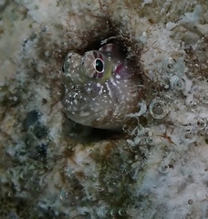 Glyptoparus delicatulus