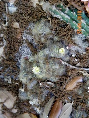 Mammillaria prolifera