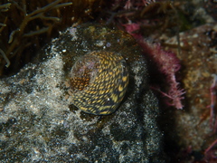 Chlorodiloma odontis