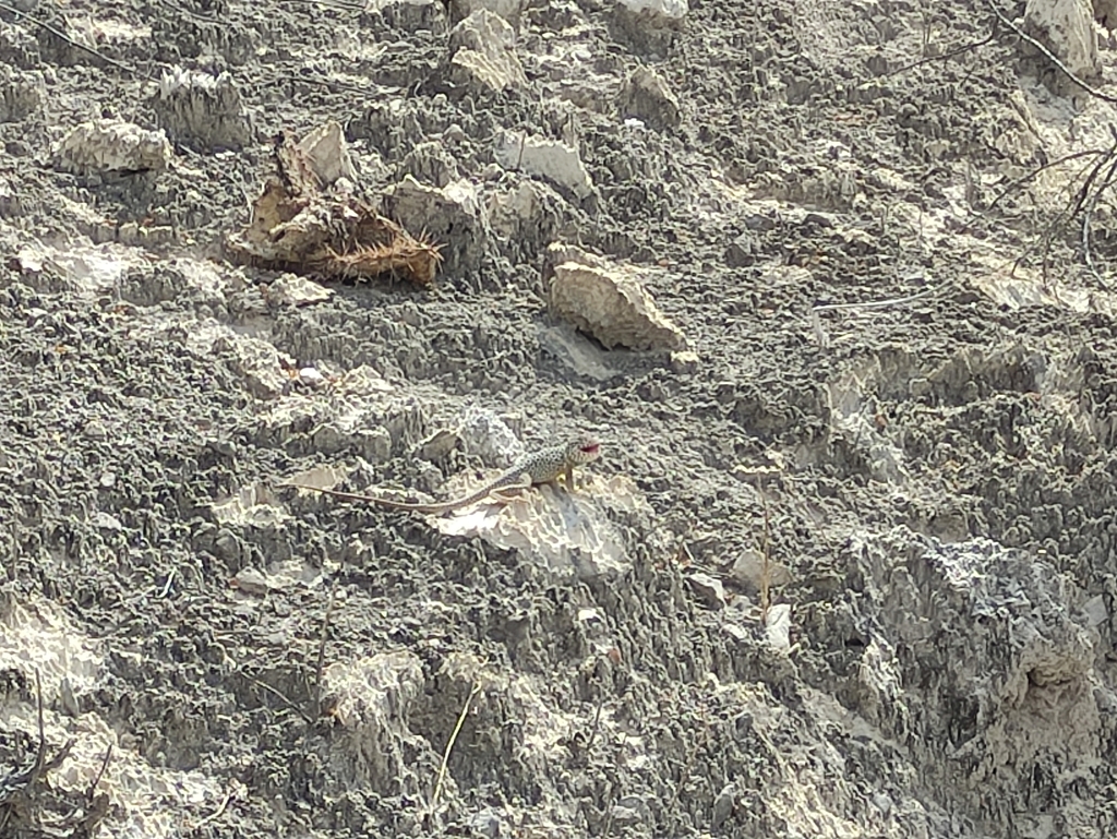 Venerable Collared Lizard in October 2021 by Alfredo Maldonado