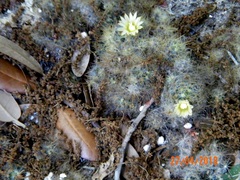 Mammillaria prolifera