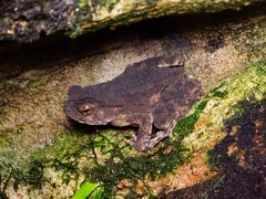 Phrynoidis juxtasper