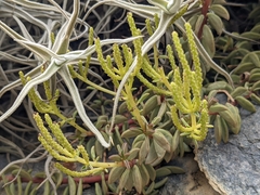 Peperomia nivalis, photograph Zoltán Stekkelpak, CC0, iNaturalist via GBIF
