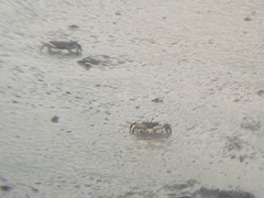 Macrophthalmus banzai