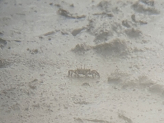 Macrophthalmus banzai