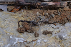 Plethodon dorsalis