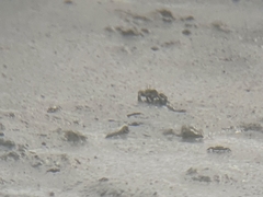 Macrophthalmus banzai