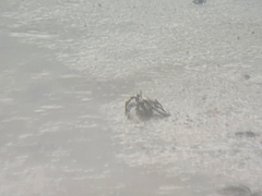 Macrophthalmus banzai