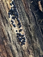 Rosellinia subiculata