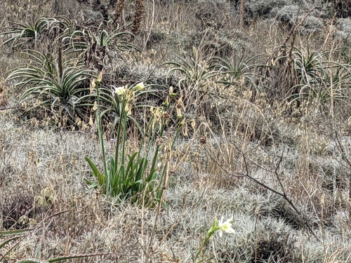 Ismene hawkesii, photograph 5