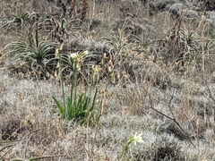 Ismene hawkesii, photograph author not stated, no rights reserved