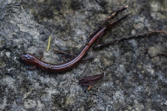 Plethodon dorsalis