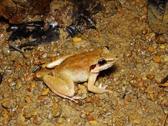 Limnonectes paramacrodon