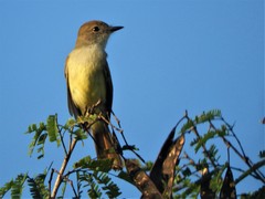 Myiarchus yucatanensis