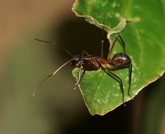 Camponotus ager