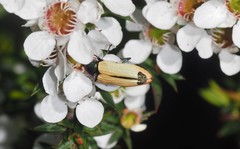 Castiarina fossoria
