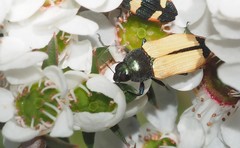 Castiarina fossoria