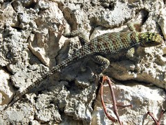Sceloporus serrifer