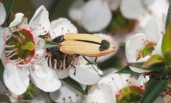 Castiarina fossoria