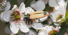 Castiarina fossoria