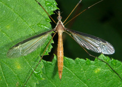Tipula sayi