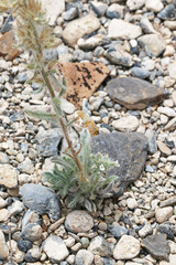 Oreocarya rugulosa