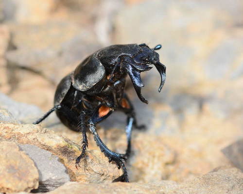 Lethrus turkestanicus