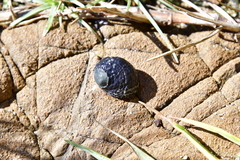 Nerita fulgurans