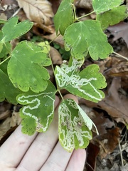 Phytomyza aquilegivora