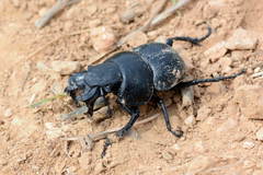 Lethrus scoparius