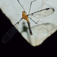 Aurotipula clara