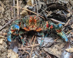 Euastacus valentulus