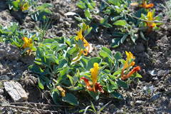 Corydalis sewerzowii