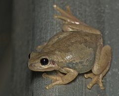 Litoria balatus