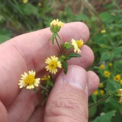 Sigesbeckia agrestis