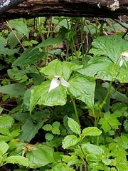 Trillium simile