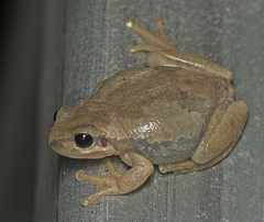 Litoria balatus