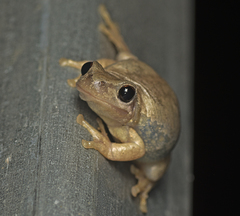 Litoria balatus